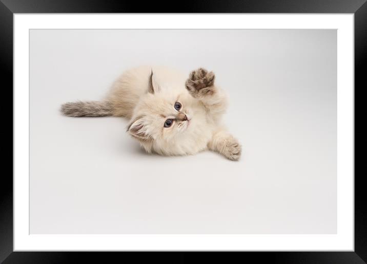 Little Kitten Framed Mounted Print by Dara Gor