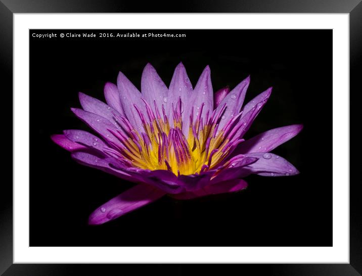 Pink lotus flower on black background  Framed Mounted Print by Claire Wade