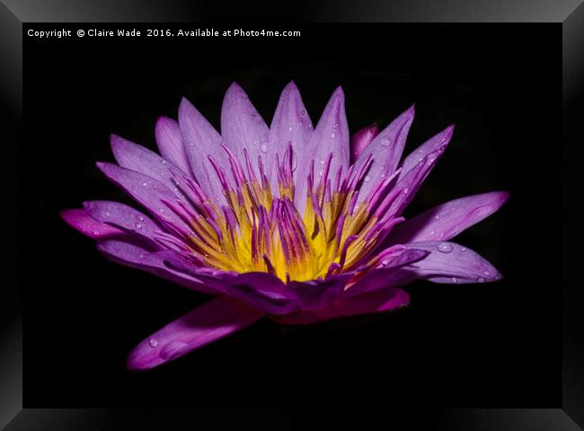 Pink lotus flower on black background  Framed Print by Claire Wade