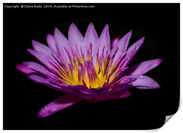 Pink lotus flower on black background  Print by Claire Wade