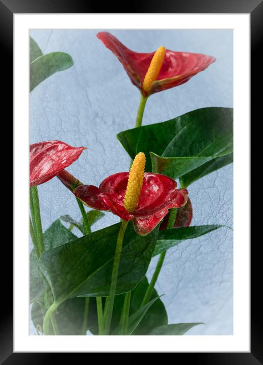 Flamingo Flowers 3 Framed Mounted Print by Steve Purnell
