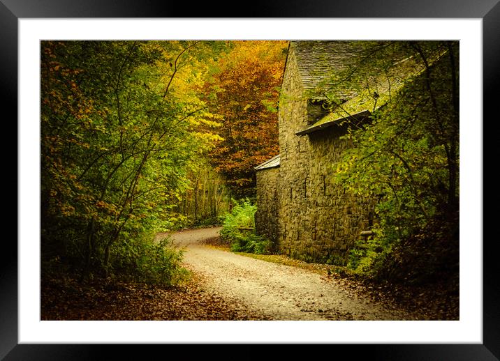 In The Deep Dark Wood Framed Mounted Print by Richard Downs