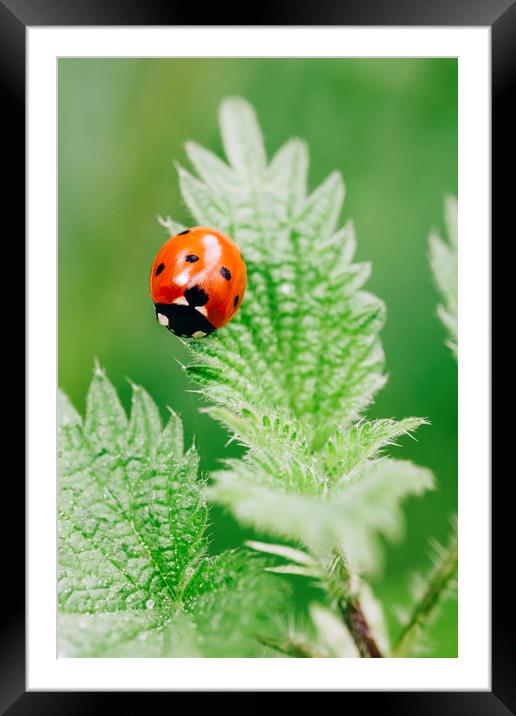 Ladybird on a nettle leaf. Norfolk, UK. Framed Mounted Print by Liam Grant