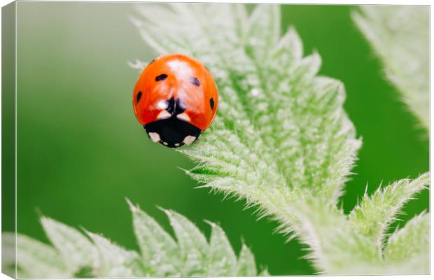 Ladybird on a nettle leaf. Norfolk, UK. Canvas Print by Liam Grant