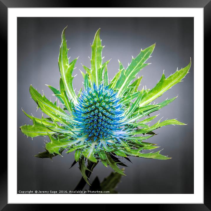 Blue Eryngium Framed Mounted Print by Jeremy Sage