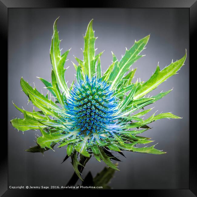 Blue Eryngium Framed Print by Jeremy Sage