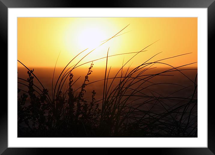 Grassy Sunset Framed Mounted Print by Phil Swindin