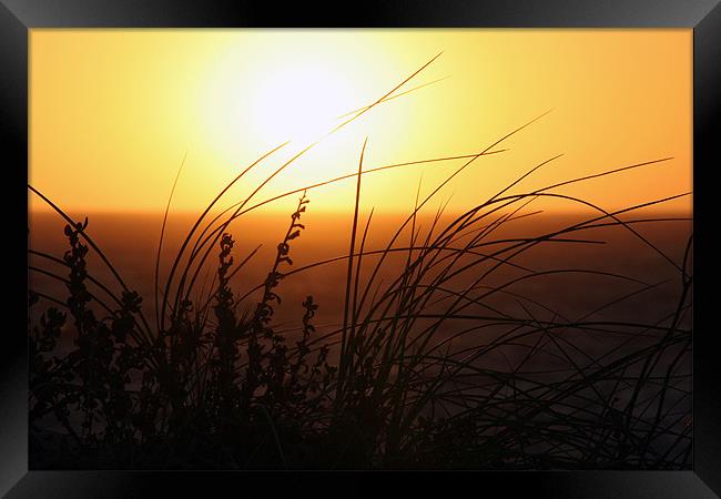Grassy Sunset Framed Print by Phil Swindin