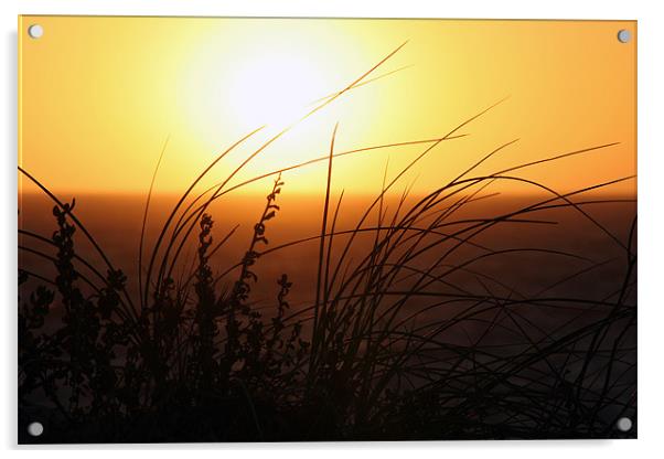 Grassy Sunset Acrylic by Phil Swindin