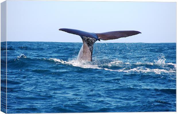 Diving Whale Canvas Print by Phil Swindin