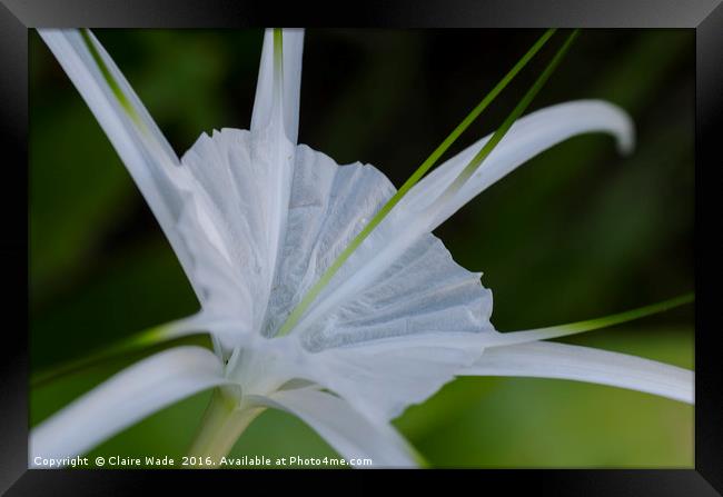 Spider Lily Flower in Thailand Framed Print by Claire Wade