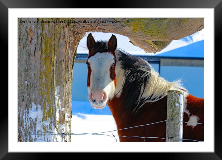 Painted Pony Framed Mounted Print by shawn mcphee I