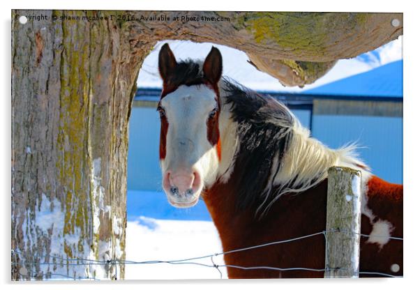 Painted Pony Acrylic by shawn mcphee I