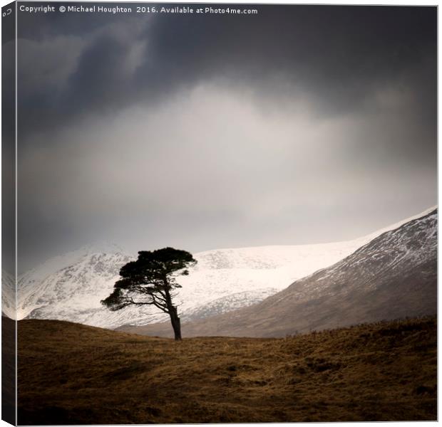 Clashgour Pine Canvas Print by Michael Houghton