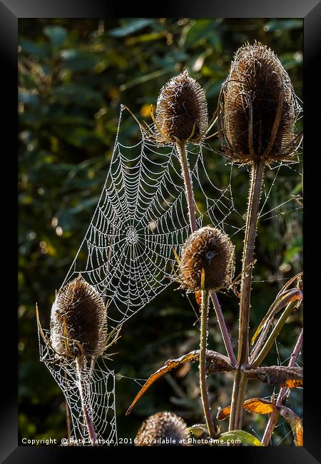 Spiders, Web Thistles and Morning Dew Framed Print by Pete Watson