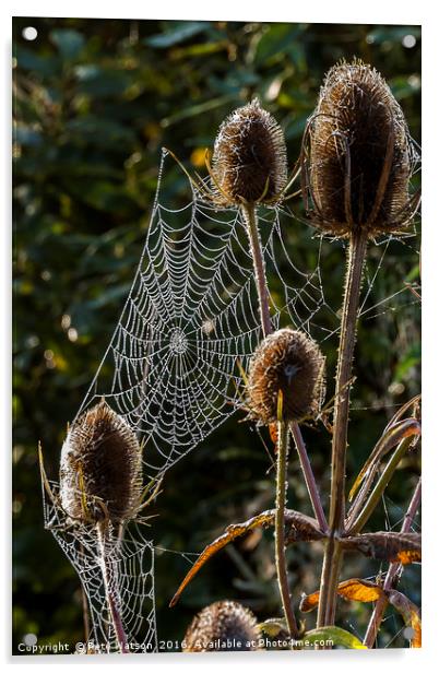 Spiders, Web Thistles and Morning Dew Acrylic by Pete Watson