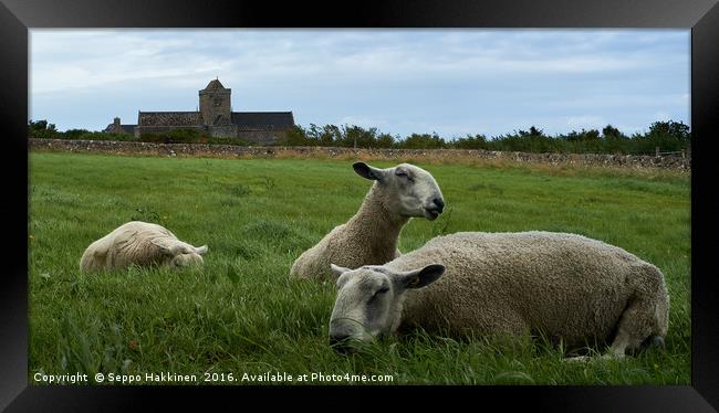                  Iona sheep               Framed Print by Seppo Hakkinen