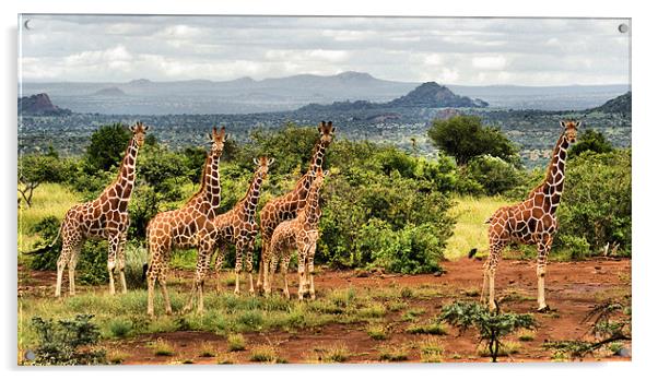 Giraffe Landscape Acrylic by John Russell