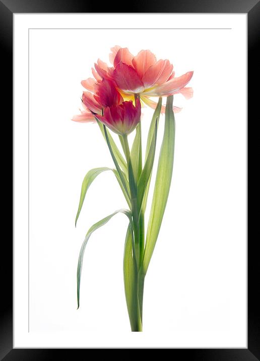 Tulip Framed Mounted Print by Ann Garrett