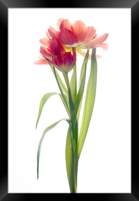 Tulip Framed Print by Ann Garrett