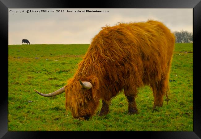 A Hairy Highlander Grazing Framed Print by Linsey Williams
