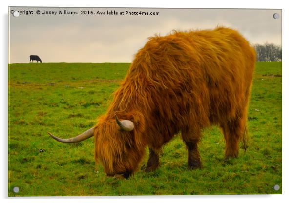 A Hairy Highlander Grazing Acrylic by Linsey Williams