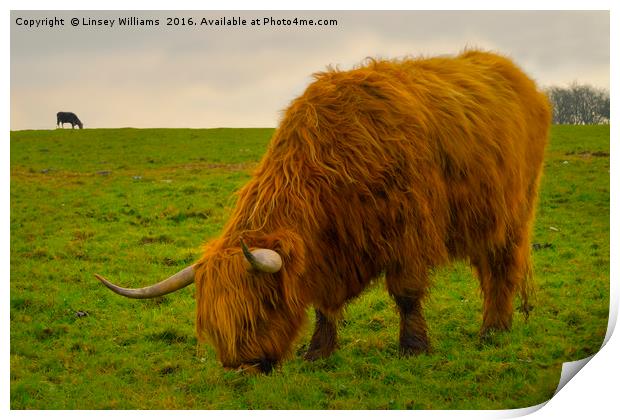 A Hairy Highlander Grazing Print by Linsey Williams