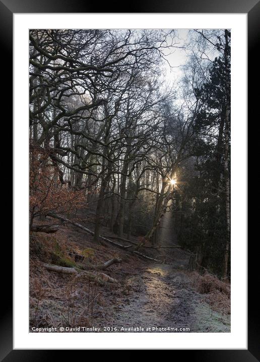 Into the Sunlight Framed Mounted Print by David Tinsley