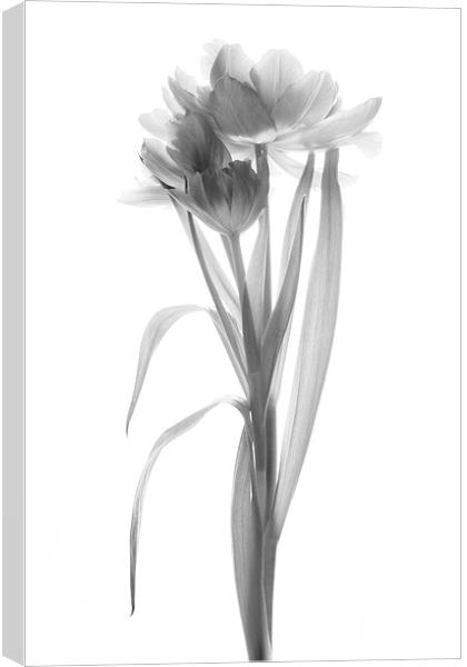 A Single Tulip - Mono Canvas Print by Ann Garrett
