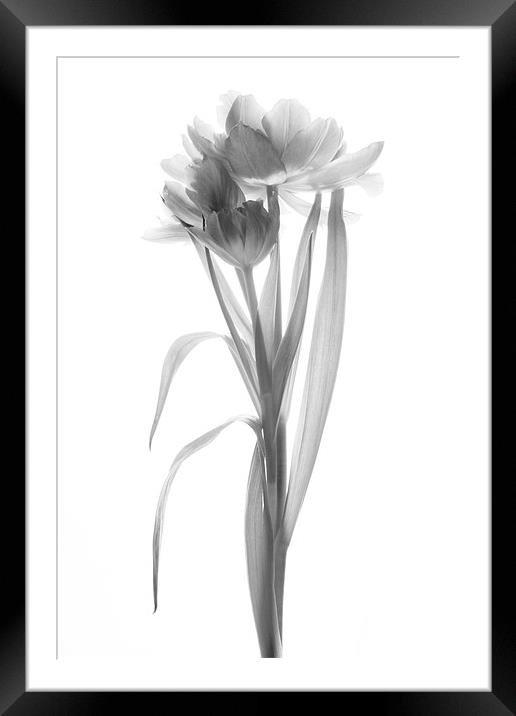 A Single Tulip - Mono Framed Mounted Print by Ann Garrett