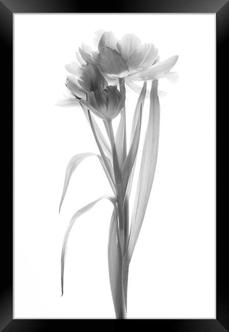 A Single Tulip - Mono Framed Print by Ann Garrett