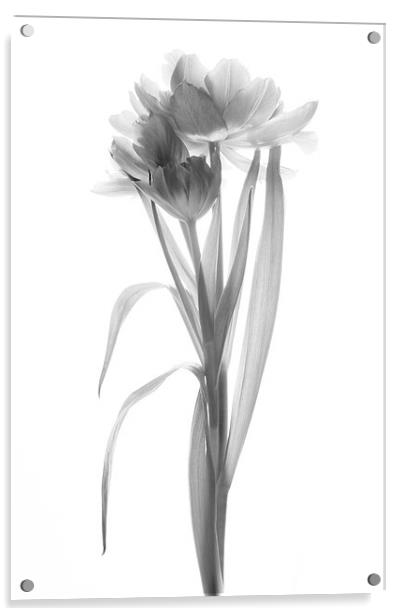 A Single Tulip - Mono Acrylic by Ann Garrett