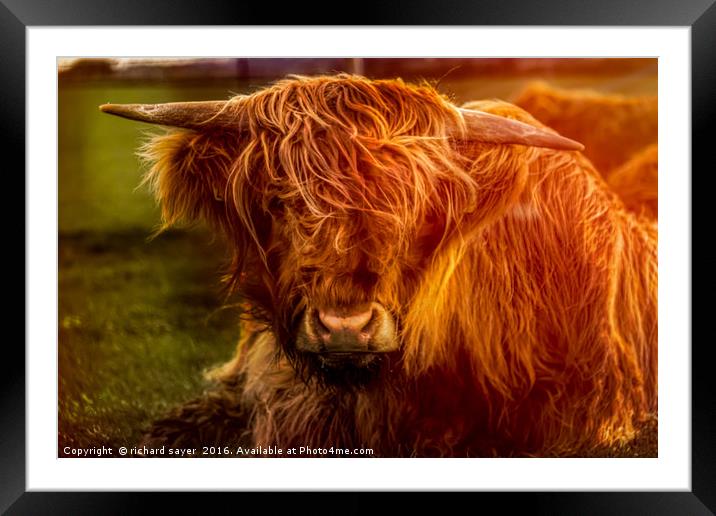 Highland Cow Framed Mounted Print by richard sayer