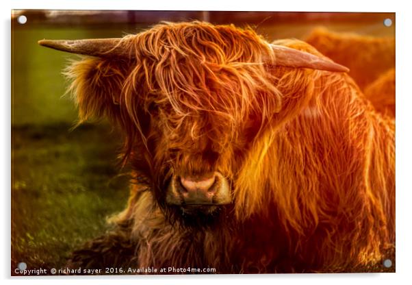 Highland Cow Acrylic by richard sayer