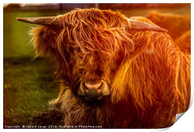 Highland Cow Print by richard sayer