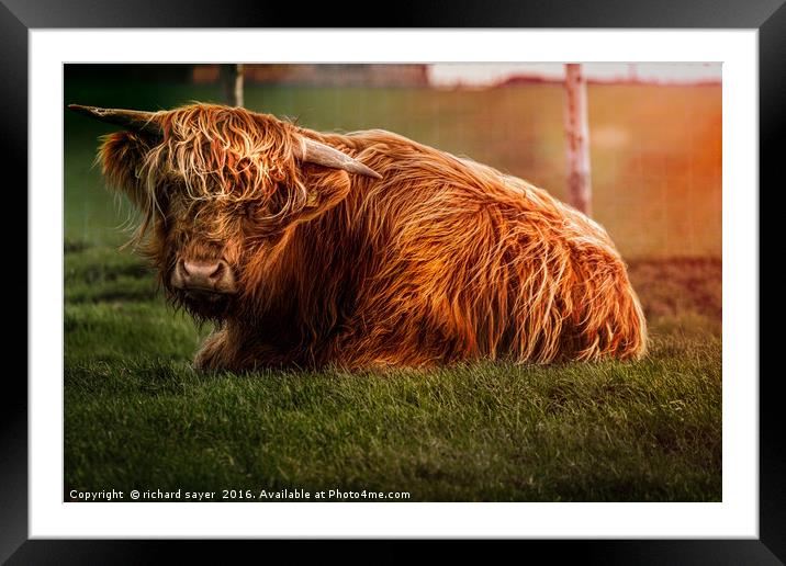 Lazy Moo Framed Mounted Print by richard sayer