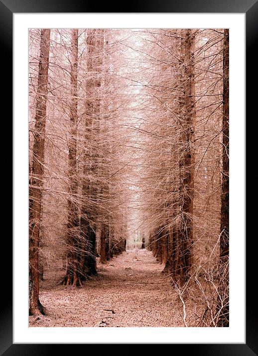 The Tree Cathedral Framed Mounted Print by Simon Joshua Peel