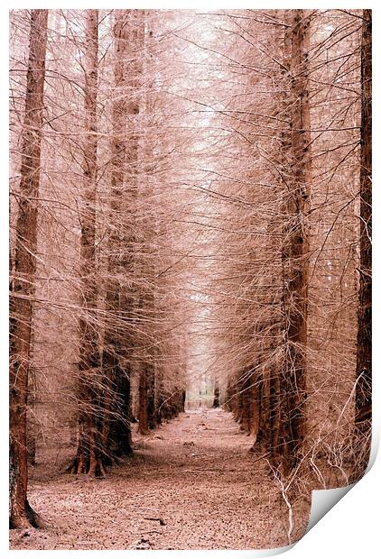 The Tree Cathedral Print by Simon Joshua Peel