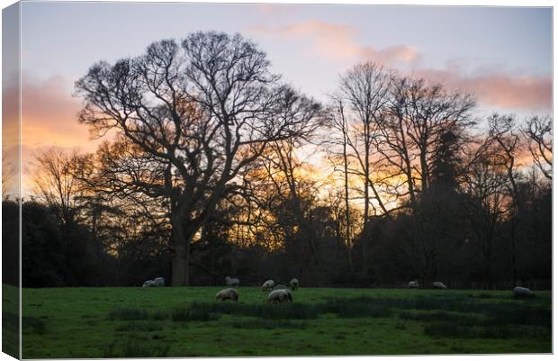 Sunset over a field of sheep Canvas Print by Shaun Jacobs