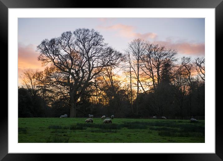 Sunset over a field of sheep Framed Mounted Print by Shaun Jacobs