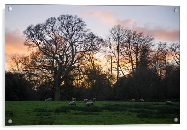 Sunset over a field of sheep Acrylic by Shaun Jacobs