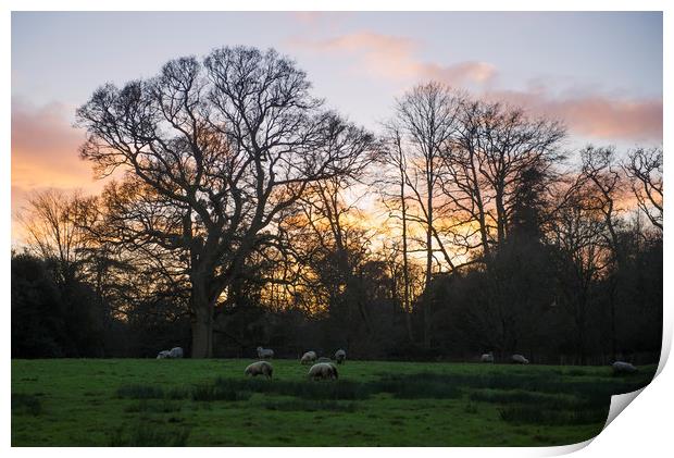 Sunset over a field of sheep Print by Shaun Jacobs