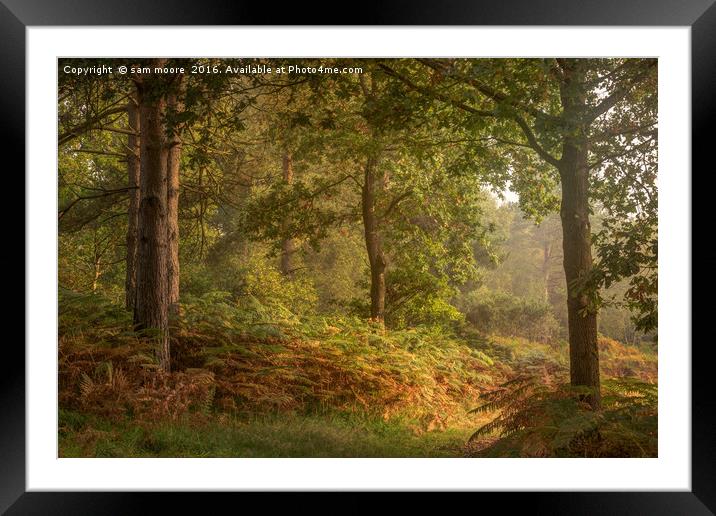 Autumnal Ashdown Framed Mounted Print by sam moore