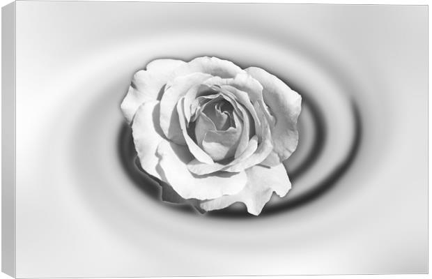 Rose in white Canvas Print by Marinela Feier