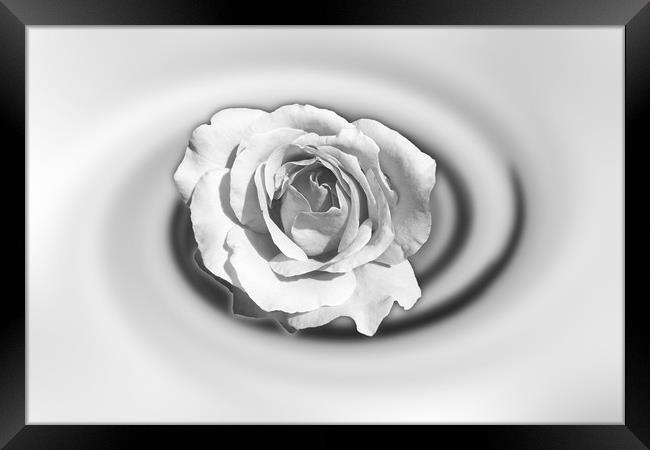 Rose in white Framed Print by Marinela Feier