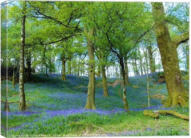 Bluebell way Canvas Print by richard knock