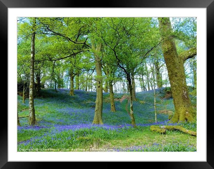 Bluebell way Framed Mounted Print by richard knock