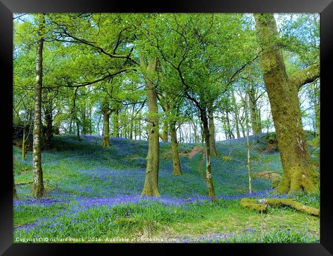 Bluebell way Framed Print by richard knock