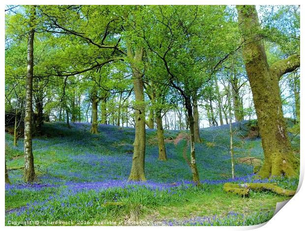 Bluebell way Print by richard knock