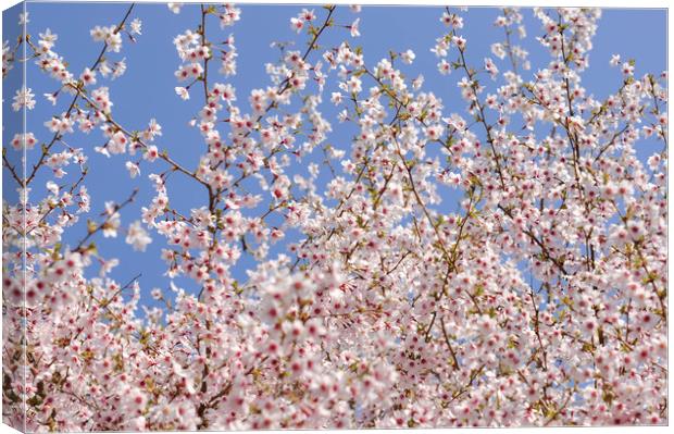 Cherry blossom and blue sky Canvas Print by Andrew Kearton